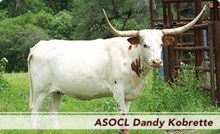 ASOCL DANDY KOBRETTE