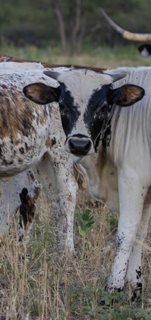 Coco Lady Steer