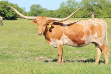 ALLENS TEXAS TANK TOP