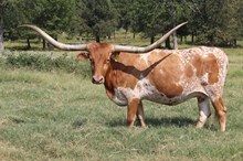 ALLENS TEXAS TANK TOP